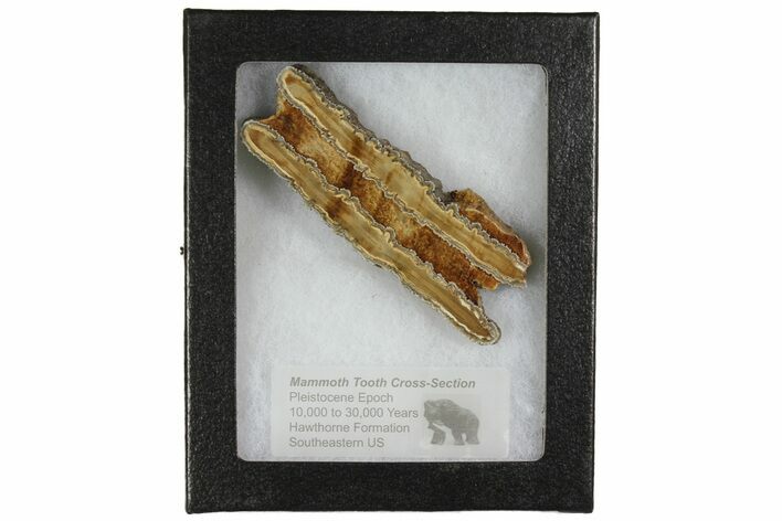 Mammoth Molar Slice with Case - South Carolina #165133